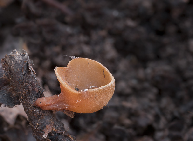 Rutstroemia bolaris